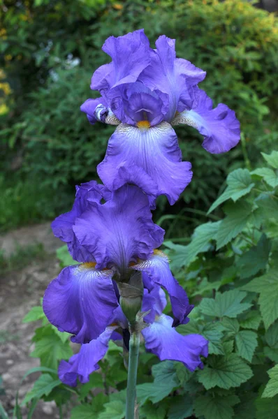 Iris - flower garden — Stock Photo, Image