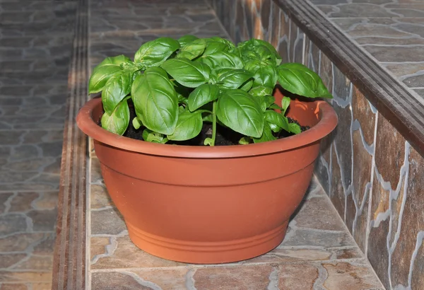 Basil in the pot — Stock Photo, Image