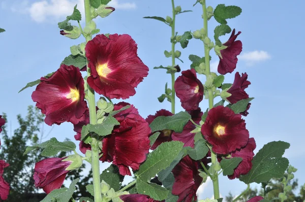 Bush mallow — Stock Photo, Image