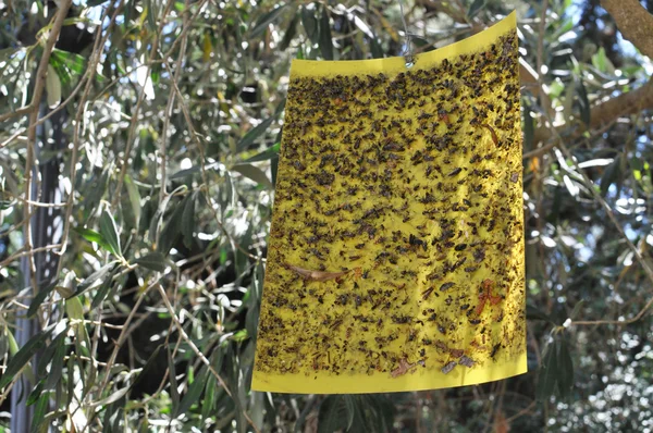 The trap for insects — Stock Photo, Image