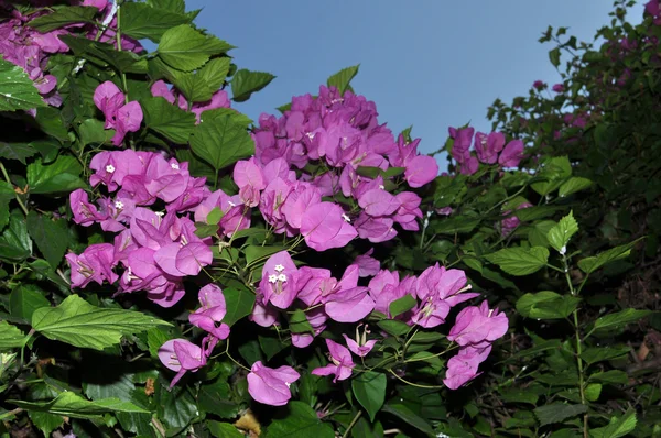 Bougainvillea — Stock Photo, Image