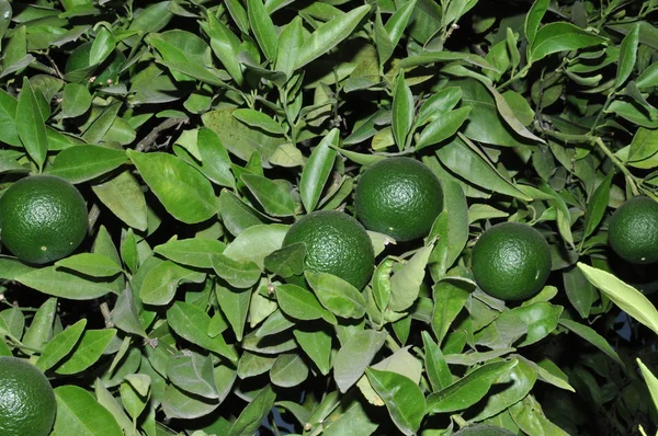 Green tangerines — Stock Photo, Image