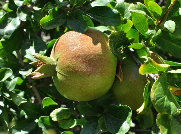 The pomegranate — Stock Photo, Image