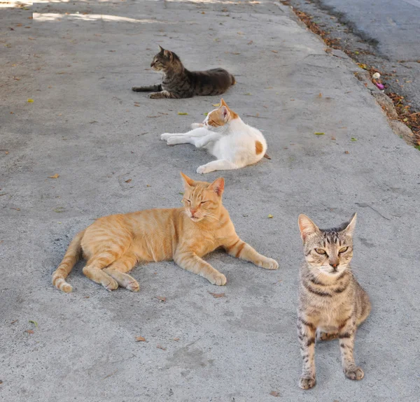 Eine Gruppe von Katzen — Stockfoto