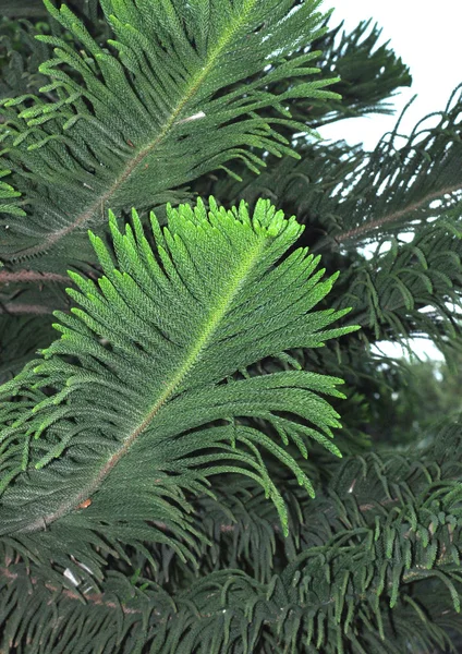 Tannenzweig — Stockfoto