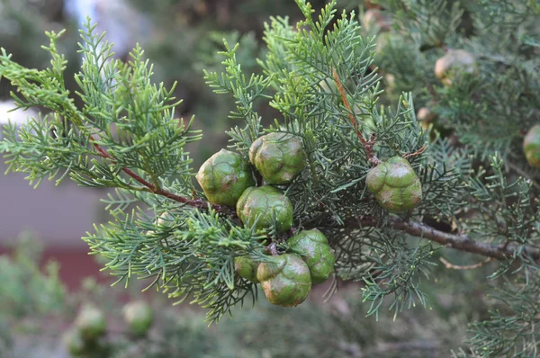 Kúpok nő egy ág-cypress — Stock Fotó