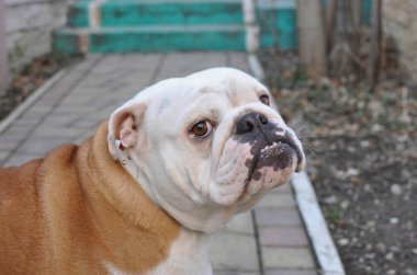 İngilizce Bulldog