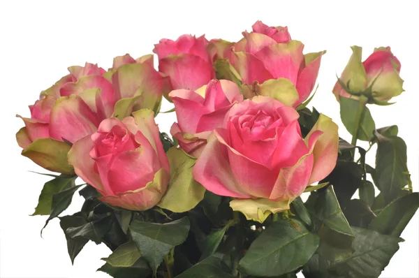 Gruppe von rosa Rosen — Stockfoto