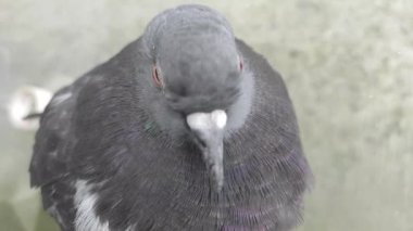 Bulanık arkaplanda gri renkli güvercin.