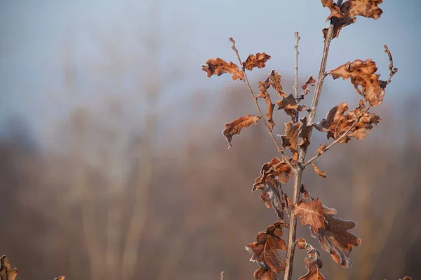 Hojas marrones otoñales cubiertas de escarcha sobre un fondo borroso. Copiar espacio. Fondo de hojas doradas sobre un fondo limpio. Las heladas en el bosque. — Foto de Stock