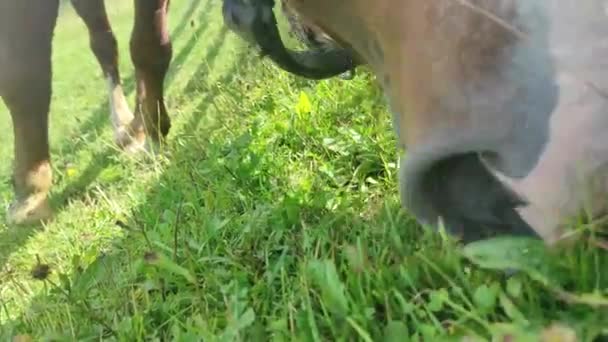 Le cheval broute sur l'herbe verte. Le cheval broute dans les montagnes. Le cheval marche.