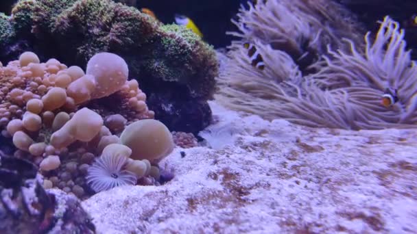 Lebende Korallen in klarem Wasser. Meeresboden. Korallenriffe. Tauchen im klaren Wasser — Stockvideo