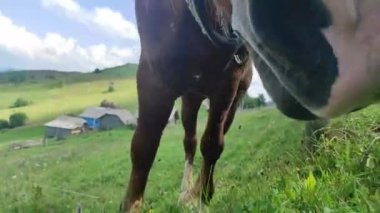 At yeşil çimlerde otluyor. At dağlarda otluyor. At yürüyor.