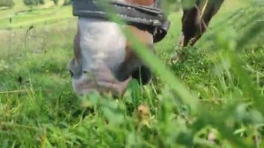 At yeşil çimlerde otluyor. At dağlarda otluyor. At yürüyor.