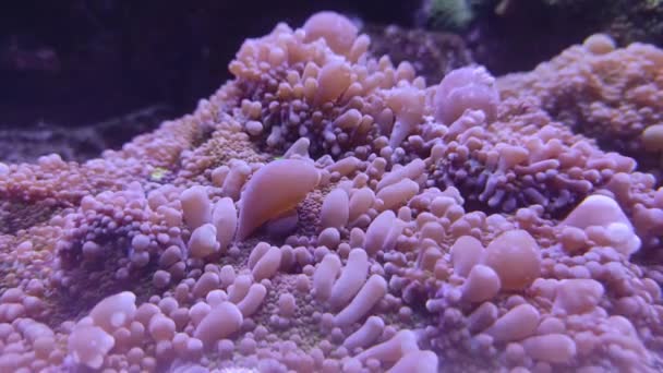 Levande koraller i klart vatten. Havsbotten. Korallrev. Dykning i klart vatten — Stockvideo