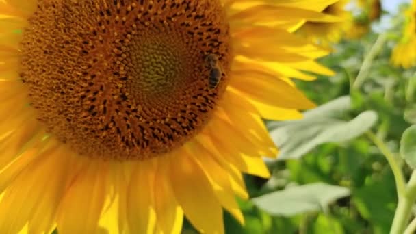 Słoneczniki Polu Słońcu Słoneczniki Kołyszą Się Wietrze Letnie Pole Słoneczników — Wideo stockowe