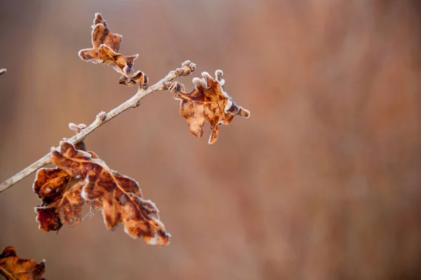 Folhas Castanhas Outono Cobertas Com Geada Sobre Fundo Desfocado Espaço — Fotografia de Stock
