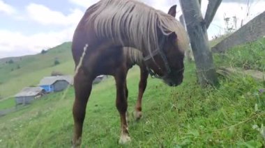 At yeşil çimlerde otluyor. At dağlarda otluyor. - At yürüyor. Yüksek kalite 4k görüntü