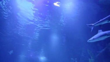 Köpekbalığı mavi suda yüzer. Su altı dünyası. Köpekbalıklarıyla dalış. Yüksek kalite 4k görüntü