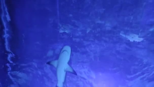 Le requin nage dans l'eau bleue. Monde sous-marin. Plongée avec les requins — Video