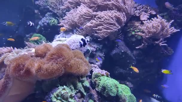 Lebende Korallen in klarem Wasser. Meeresboden. Korallenriffe. Tauchen im klaren Wasser — Stockvideo