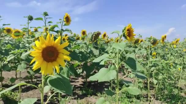 Sonnenblumen auf einem Feld in der Sonne. Sonnenblumen wiegen sich im Wind. Sommerfeld der Sonnenblumen. Gelb. Sonniger Tag — Stockvideo