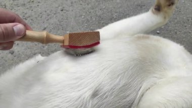 Köpek bir fırçayla tırmalanmış.