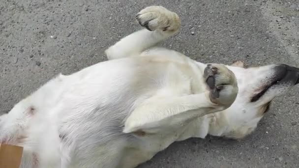 El perro está arañado con un cepillo — Vídeos de Stock
