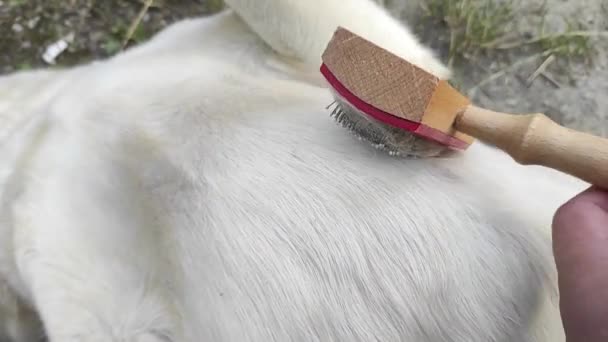 Ο σκύλος είναι γρατσουνισμένος με βούρτσα — Αρχείο Βίντεο