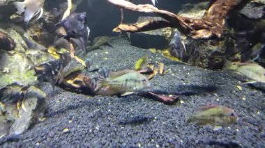 Tropik balıklar. Balıklarla dalış. Bir sürü egzotik balık.