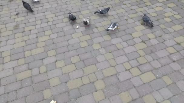 Pigeons on the pavement eat bread. Feeding pigeons — Stock Video