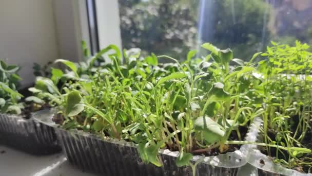 Mikro yeşiller pencere pervazında yetişir. Sağlıklı yaşam tarzı. Olerikültür — Stok video