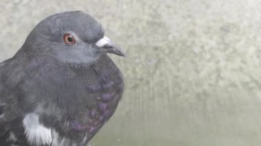 Bulanık arkaplanda gri renkli güvercin.