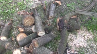 Kır çiçekleri ve çivili kazıklar rüzgarda sallanıyor.