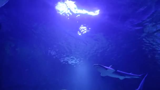 El tiburón nada en el agua azul. Mundo submarino. Buceo con tiburones — Vídeos de Stock