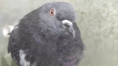 Bulanık arkaplanda gri renkli güvercin.