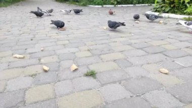 Asfalttaki güvercinler ekmek yer. Güvercinleri besliyor