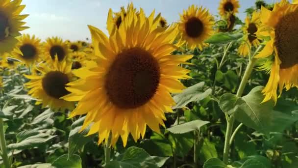 Zonnebloemen in een veld in de zon. Zonnebloemen zwaaien in de wind. Zomer veld van zonnebloemen. Geel. Zonnige dag — Stockvideo