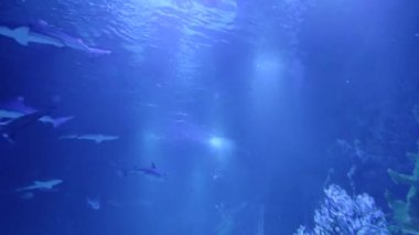 Köpekbalığı mavi suda yüzer. Su altı dünyası. Köpekbalıklarıyla dalış