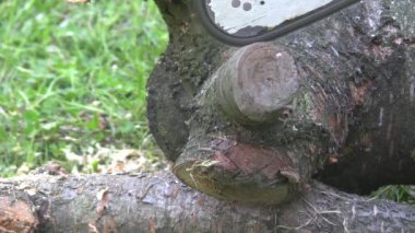 Kır çiçekleri ve çivili kazıklar rüzgarda sallanıyor.