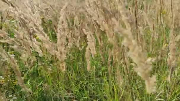 Полевые цветы и спагетти в поле плывут по ветру — стоковое видео