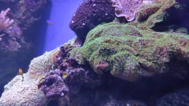 Temiz suda canlı mercanlar. Deniz yatağı. Mercan kayalıkları. Temiz suya dalmak