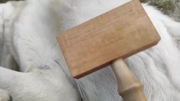 Câinele este zgâriat cu o perie — Videoclip de stoc