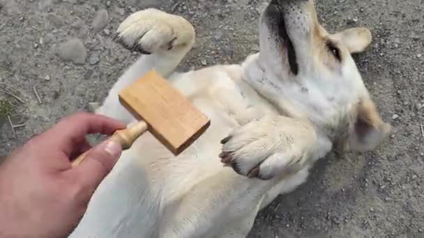 Der Hund wird mit einem Pinsel zerkratzt — Stockvideo