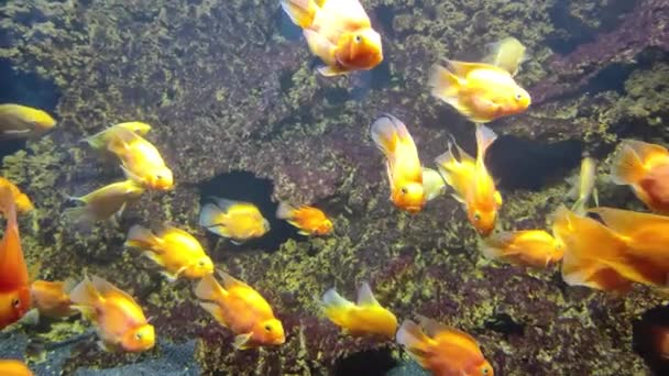 Guldfiskträsk. Fisk simmar på havsbotten — Stockvideo