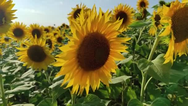 Zonnebloemen in een veld in de zon. Zonnebloemen zwaaien in de wind. Zomer veld van zonnebloemen. Geel. Zonnige dag — Stockvideo