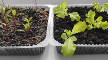 Pencere kenarında mikroyeşil salata. Evde büyümek. Çevre. Vejetaryenlik