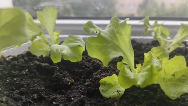 Mikrogrüner Salat auf der Fensterbank. Zu Hause wachsen. Öko. Vegetarismus — Stockvideo