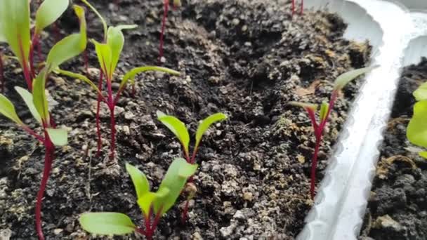 Microgreens. Microgreens bieten op de vensterbank. Thuis aan het groeien. Goed zo. Vegetarisme — Stockvideo