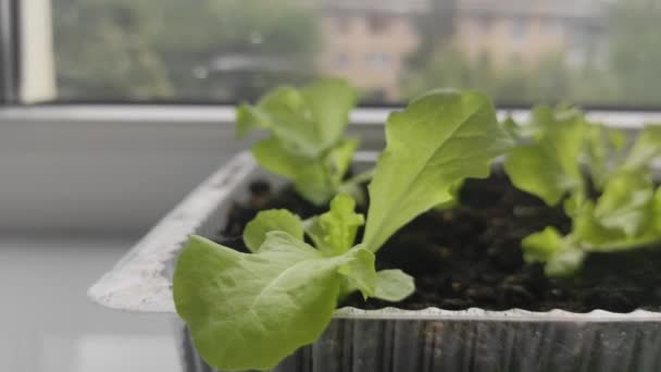 Mikrogrüner Salat auf der Fensterbank. Zu Hause wachsen. Öko. Vegetarismus — Stockvideo